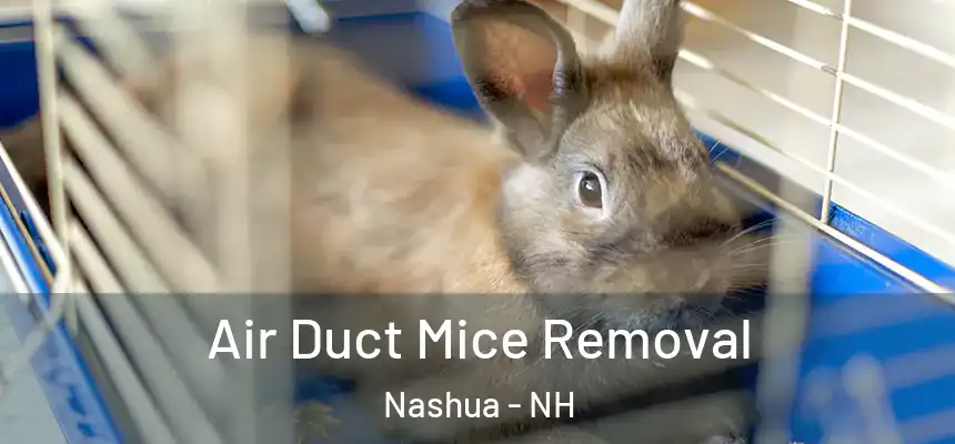 Air Duct Mice Removal Nashua - NH
